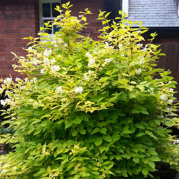    Philadelphus coronarius Aureus  